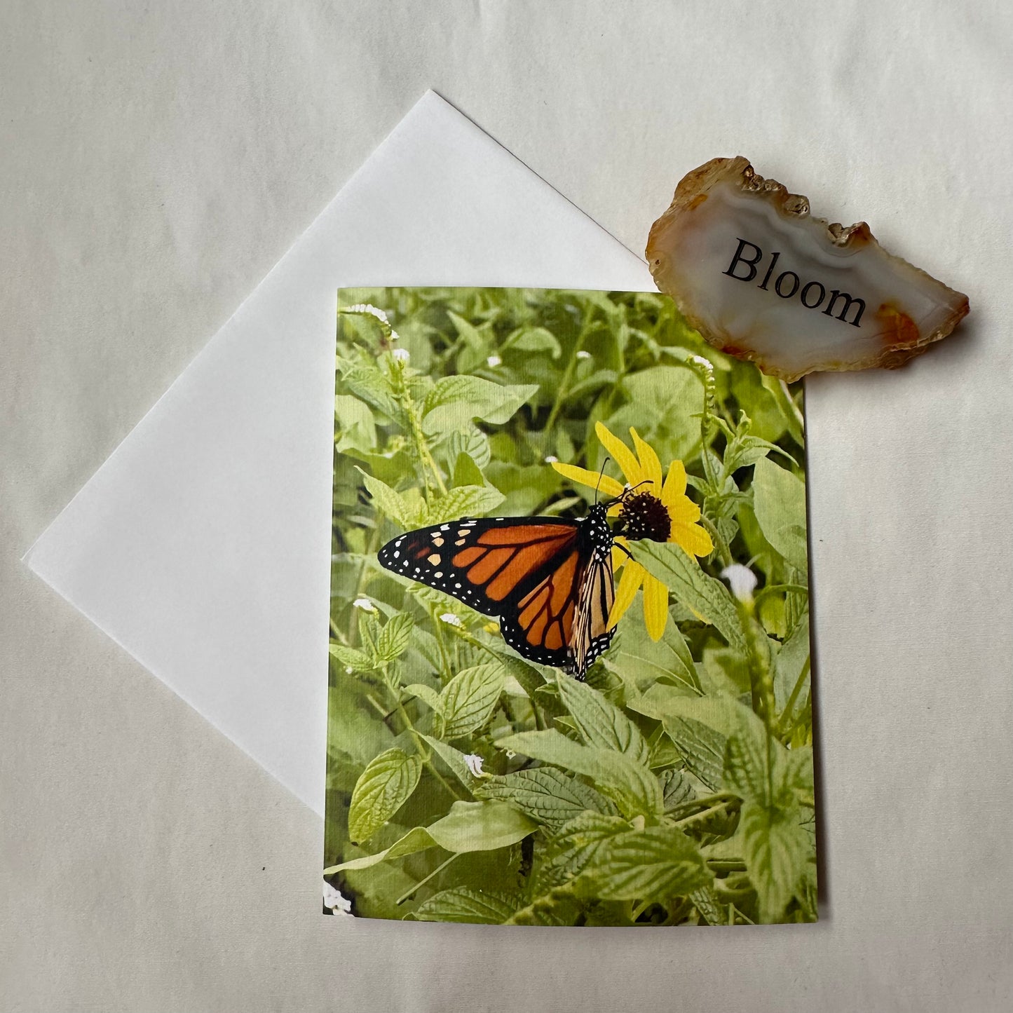 Butterfly Delight Set of Two Original Photography Greeting Cards with White Envelopes